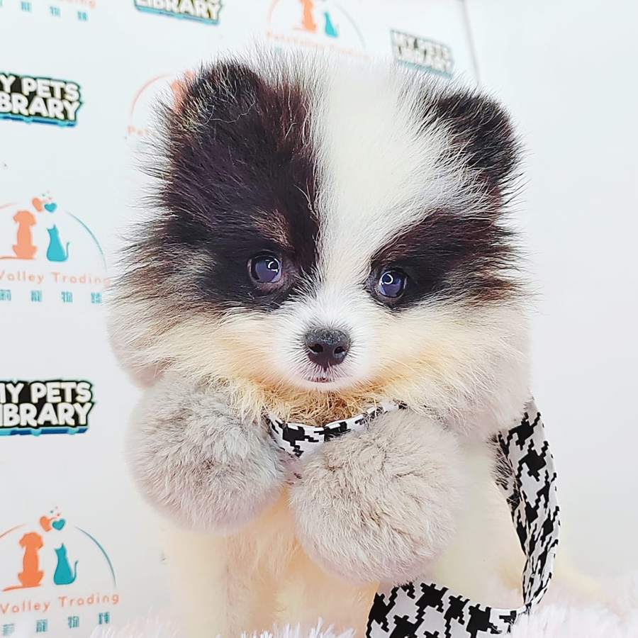 Pomeranian Puppy (Female) For Sale