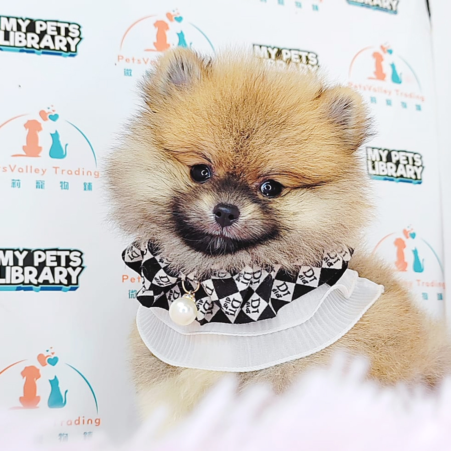 Pomeranian Puppy (Female) For Sale