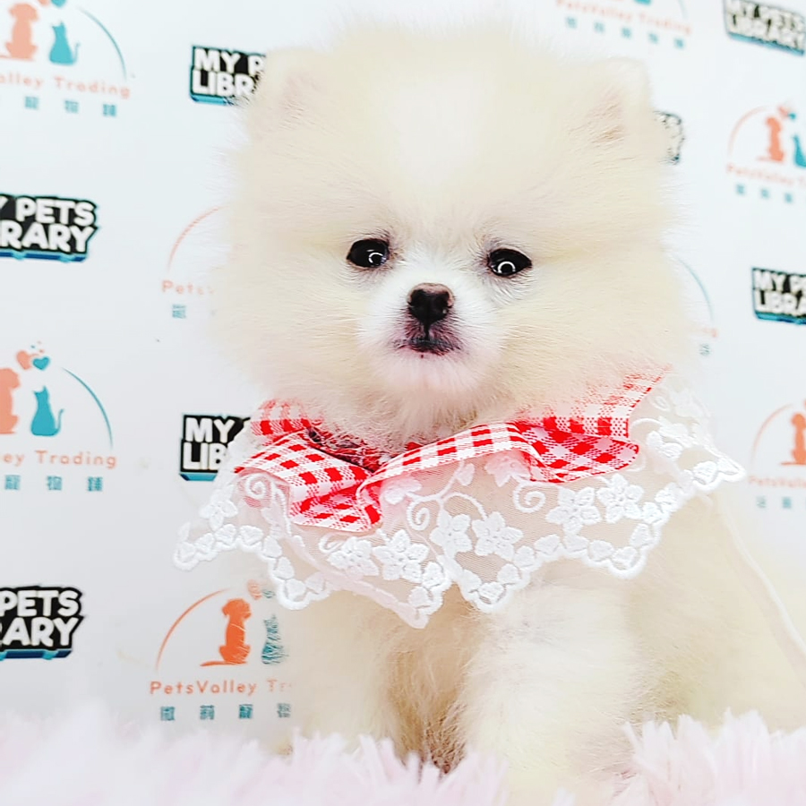 Pomeranian Puppy (Female) For Sale