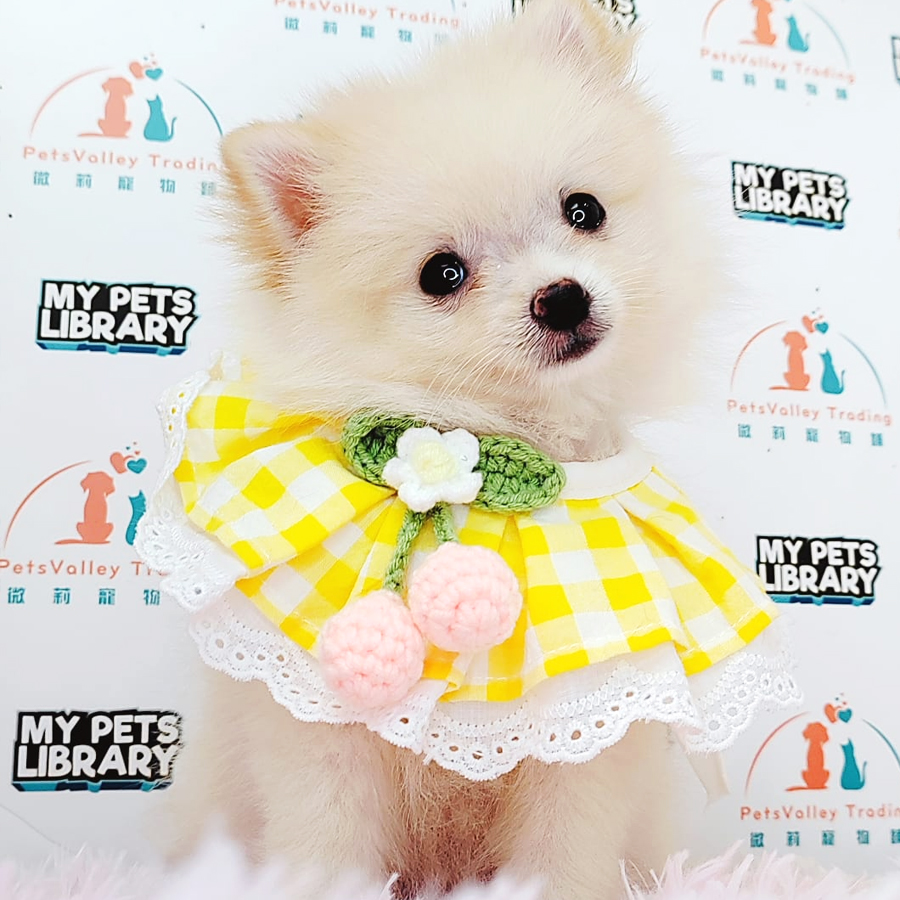 Pomeranian Puppy (Female) For Sale