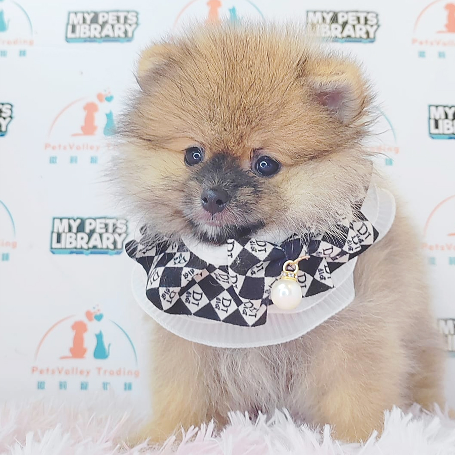 Pomeranian Puppy (Female) For Sale