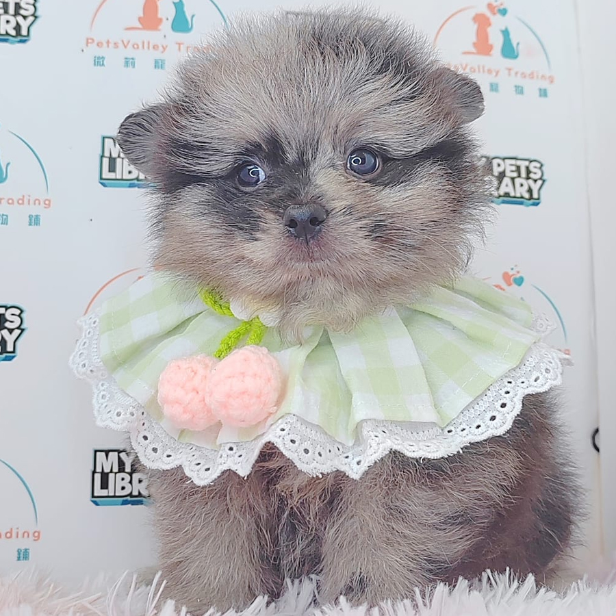 Pomeranian Puppy (Male) For Sale