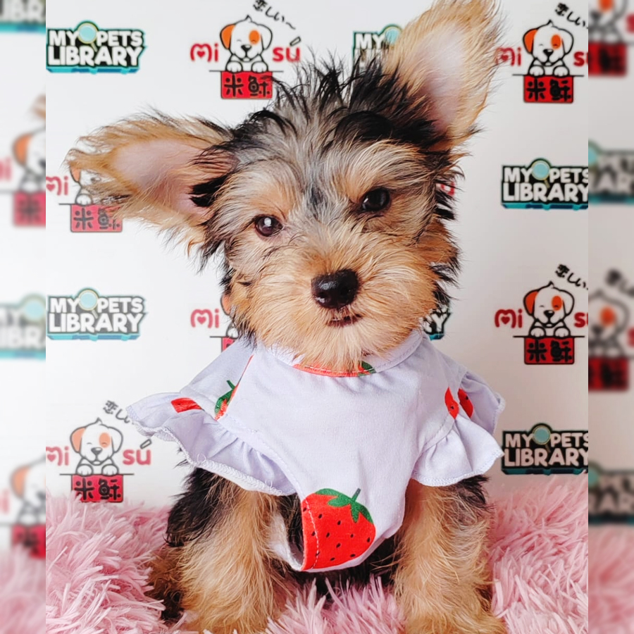 Silky Terrier Puppy (Male) For Sale