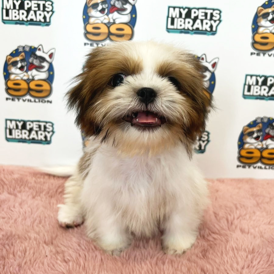 Shih Tzu Puppy (Male) For Sale