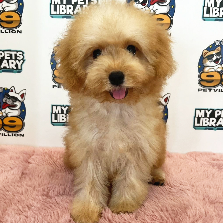 Toy Poodle Puppy (Female) For Sale