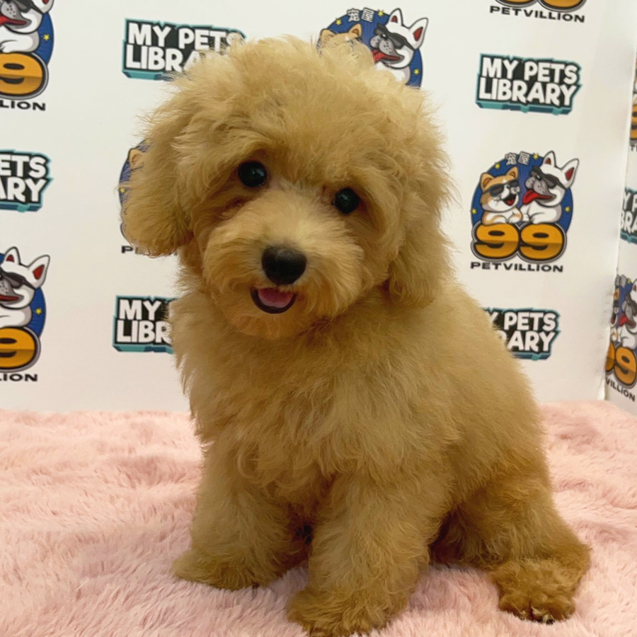 Toy Poodle Puppy (Female) For Sale