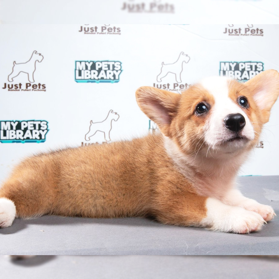 Welsh Corgi Puppy (Female) For Sale