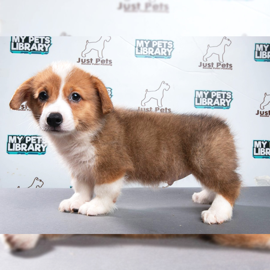 Welsh Corgi Puppy (Male) For Sale