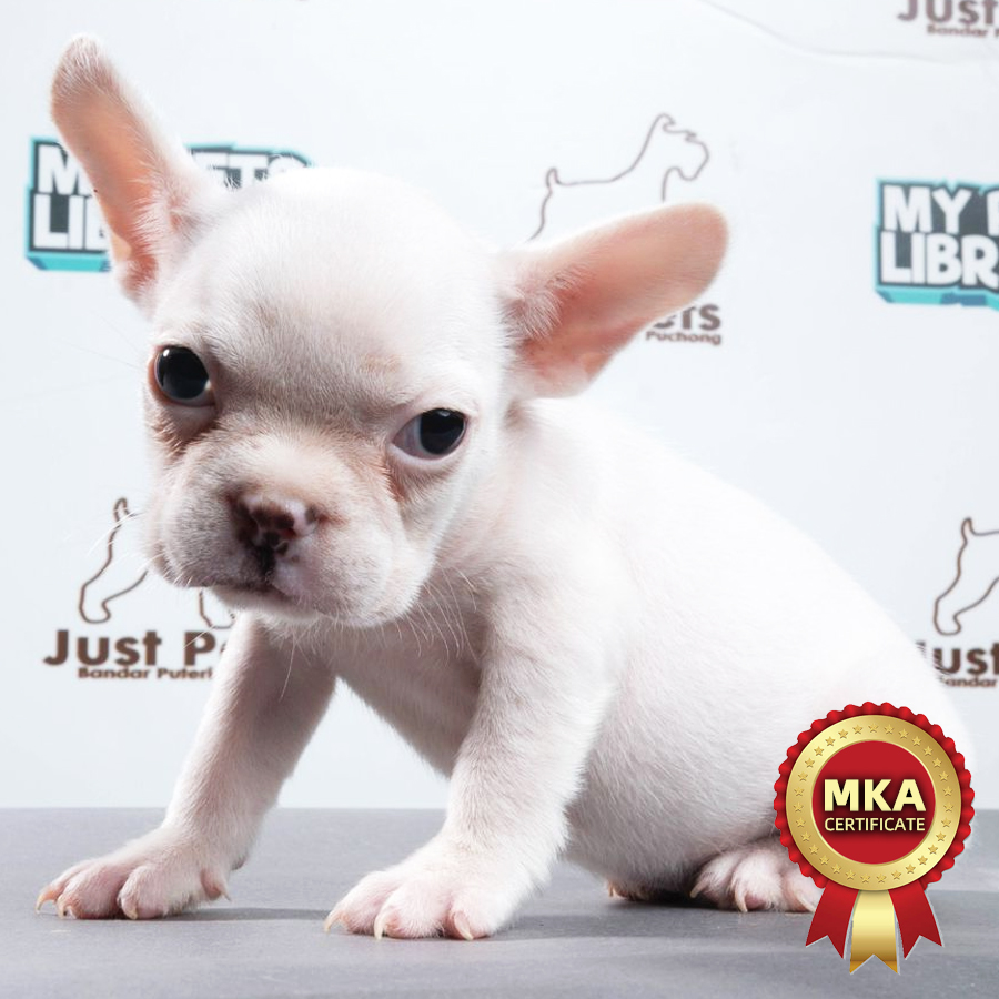 MKA French Bulldog Puppy (Female) For Sale