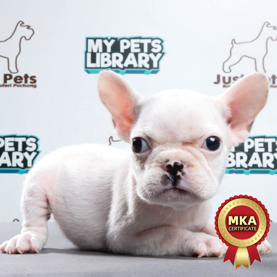 MKA French Bulldog Puppy (Female) For Sale