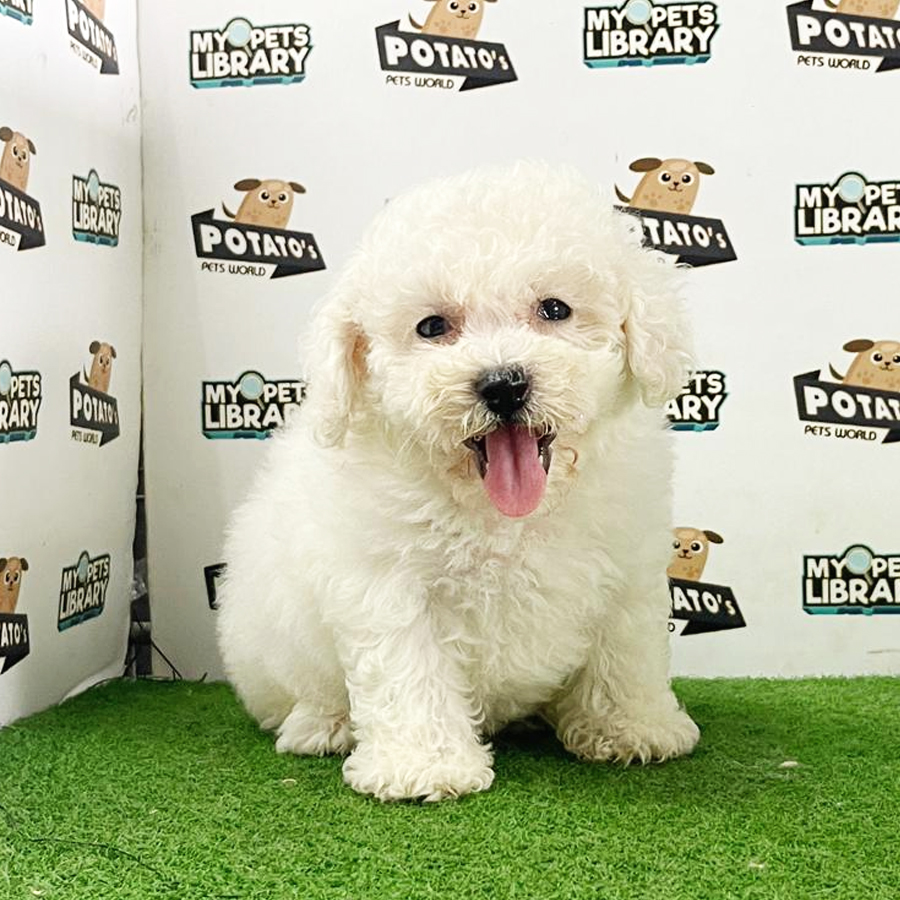 Bichon Frise Puppy (Male) For Sale