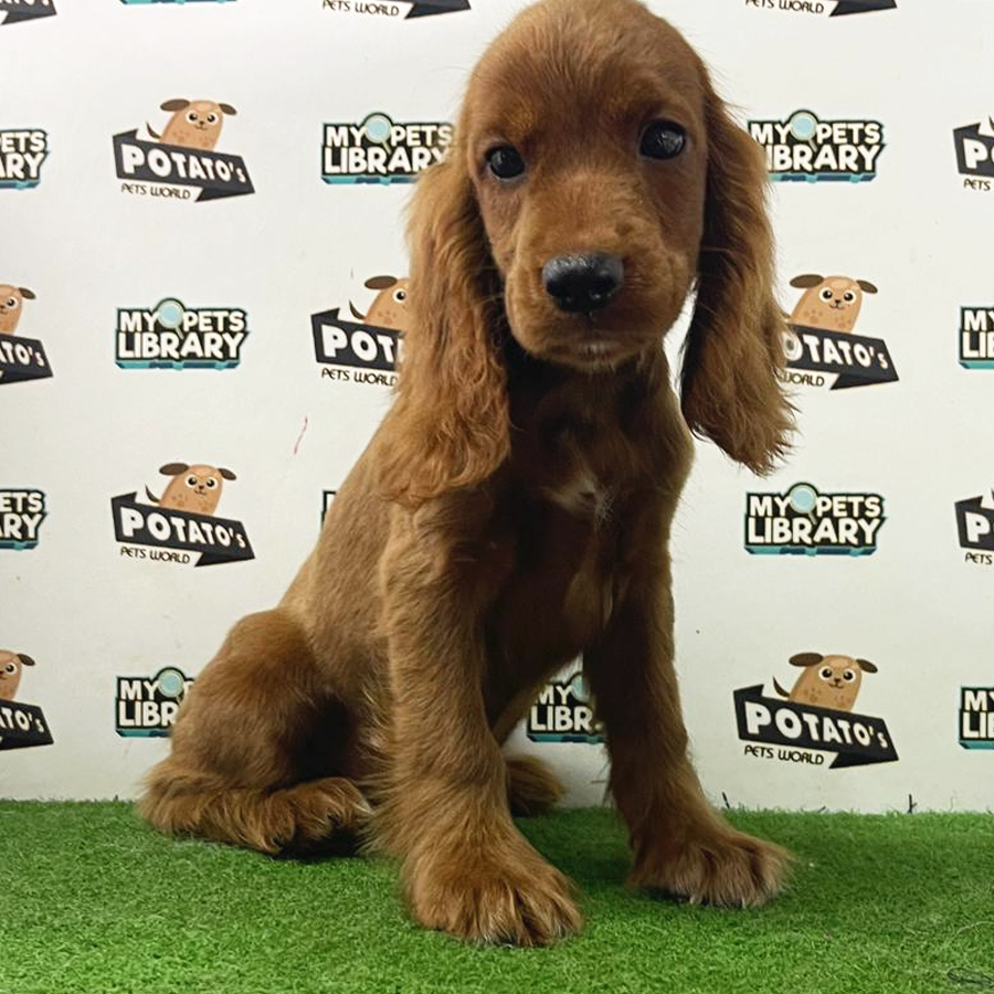English Cocker Spaniel Puppy (Female) For Sale