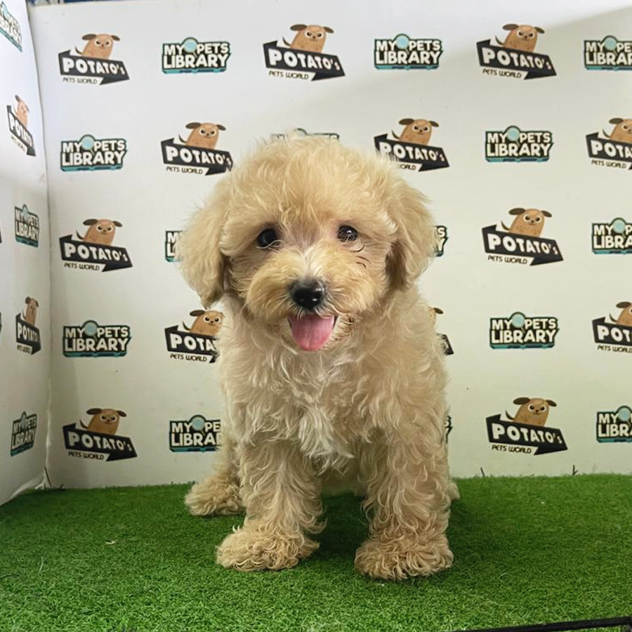 Toy Poodle Puppy (Female) For Sale