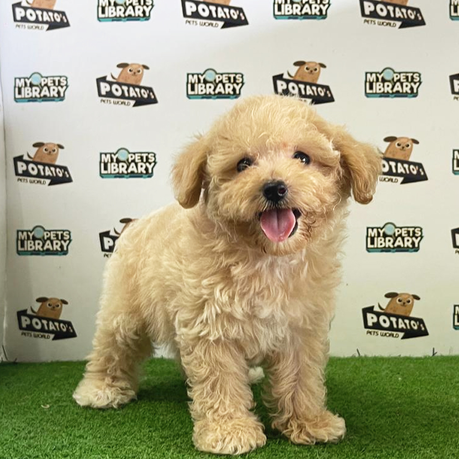 Toy Poodle Puppy (Female) For Sale