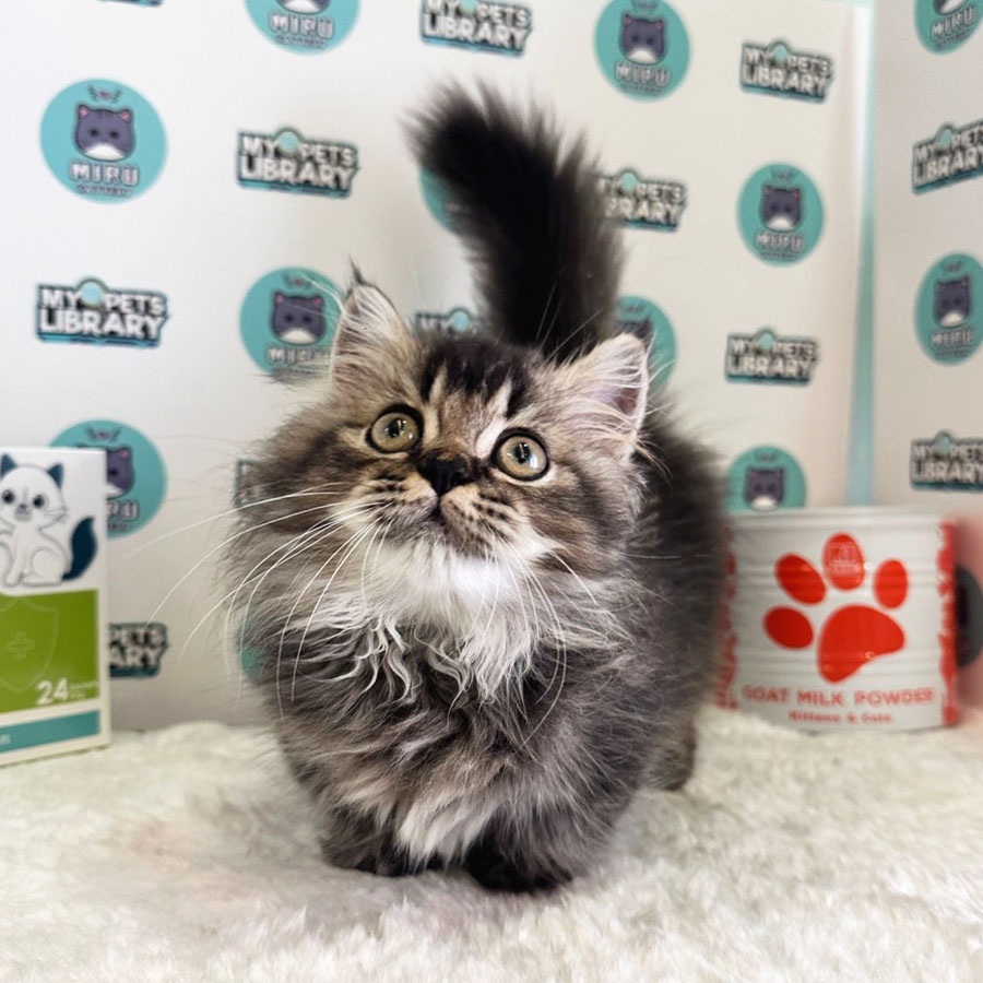 Minuet Napoleon Kitten (Male) For Sale