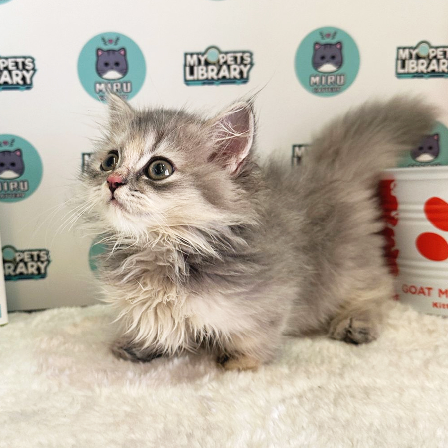 Minuet Napoleon Kitten (Female) For Sale