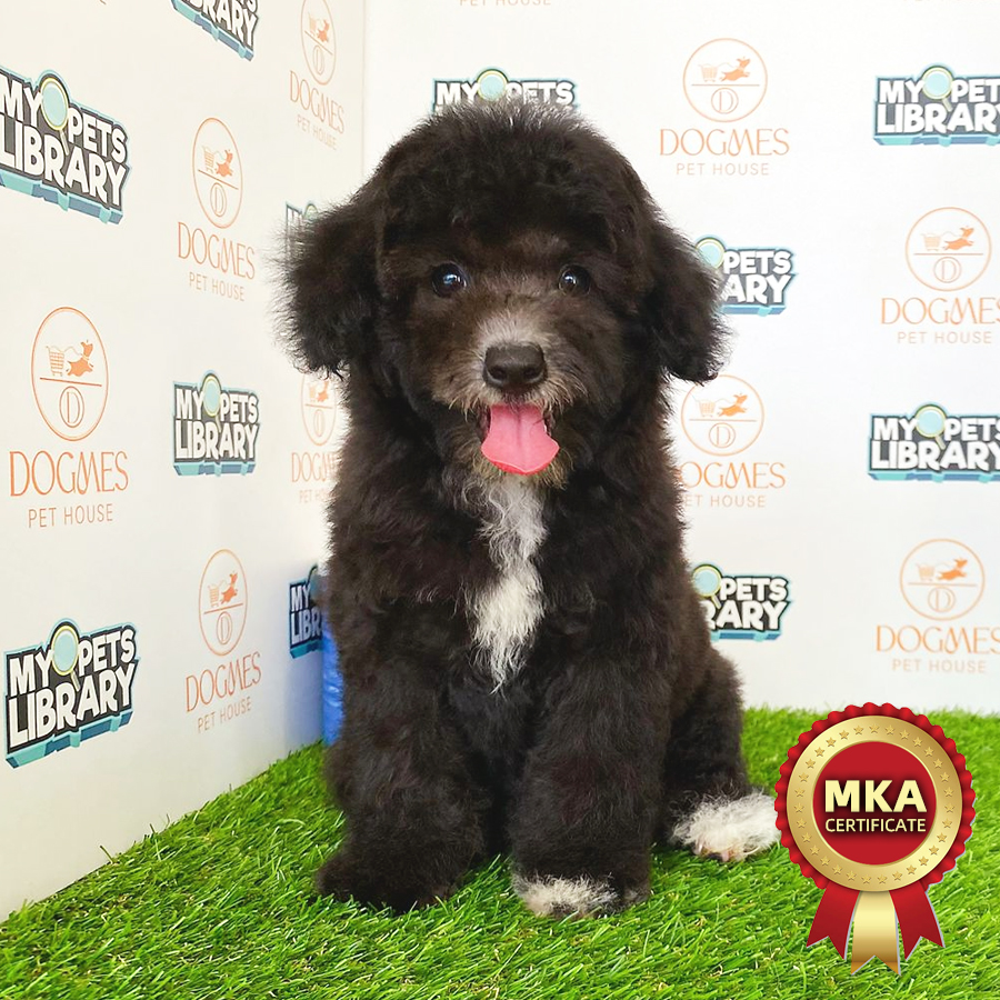 MKA Toy Poodle Puppy (Female) For Sale