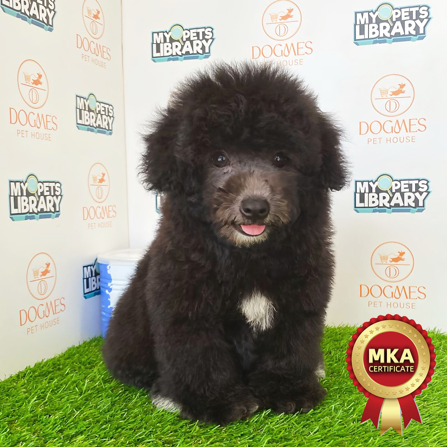MKA Toy Poodle Puppy (Male) For Sale