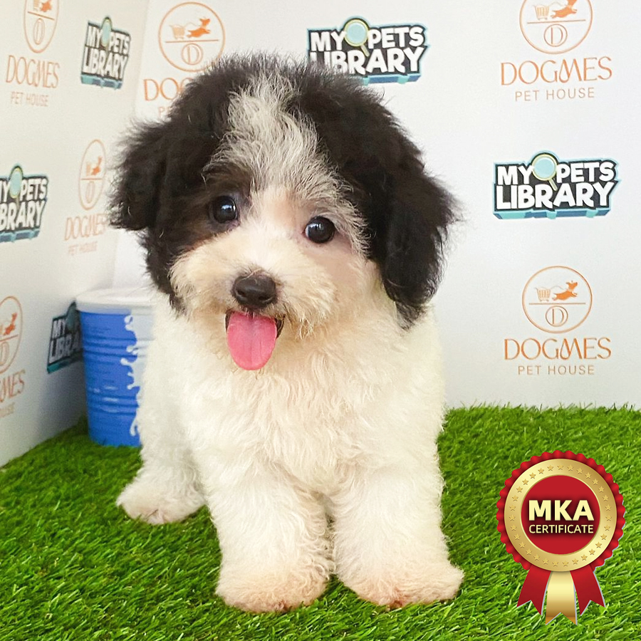 MKA Toy Poodle Puppy (Female) For Sale
