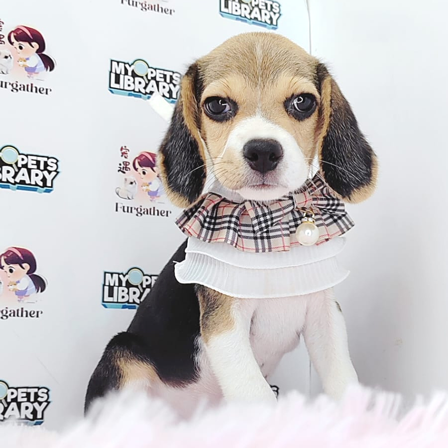 Beagle Puppy (Male) For Sale