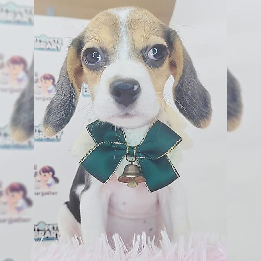 Beagle Puppy (Female) For Sale