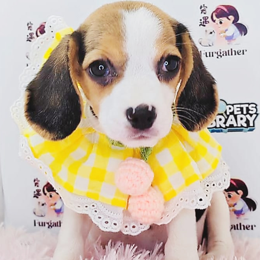 Beagle Puppy (Female) For Sale