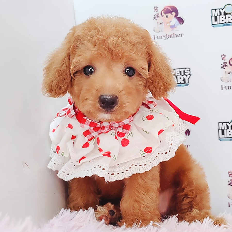 Toy Poodle Puppy (Female) For Sale