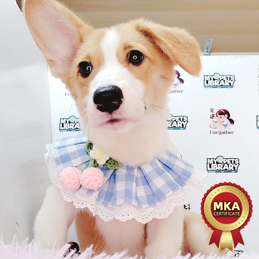 MKA Welsh Corgi Puppy (Female) For Sale