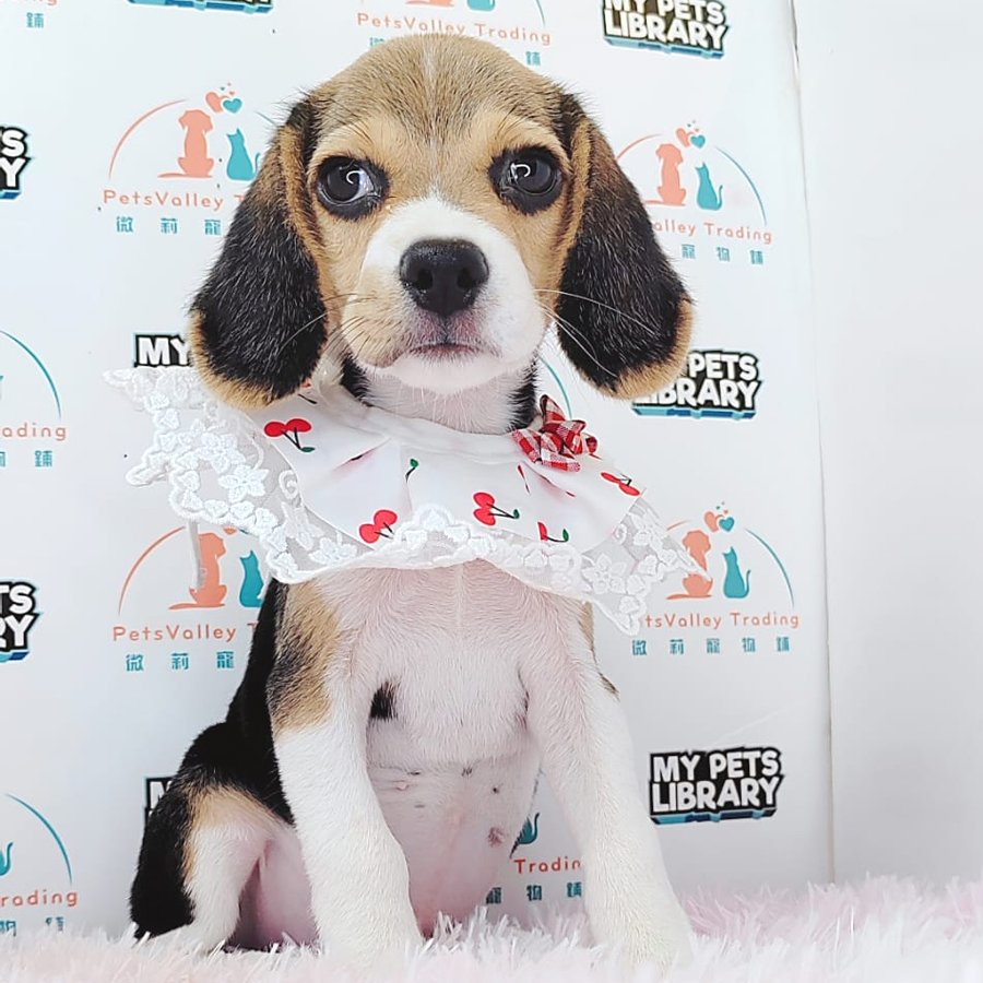 Beagle Puppy (Male) For Sale