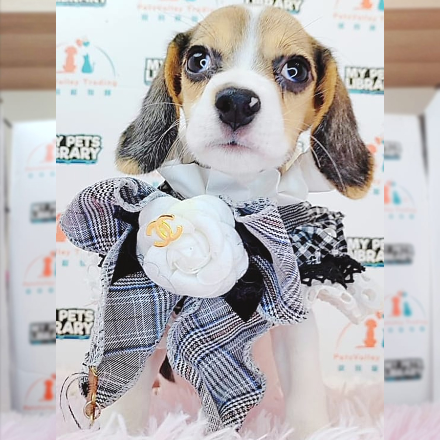 Beagle Puppy (Female) For Sale