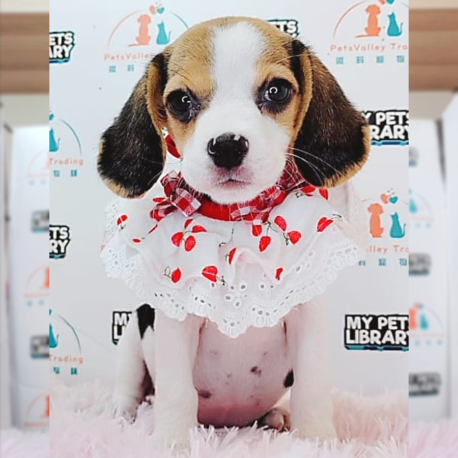 Beagle Puppy (Female) For Sale