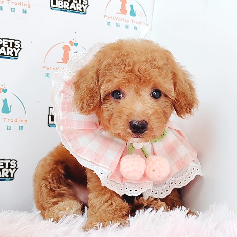 Toy Poodle Puppy (Female) For Sale