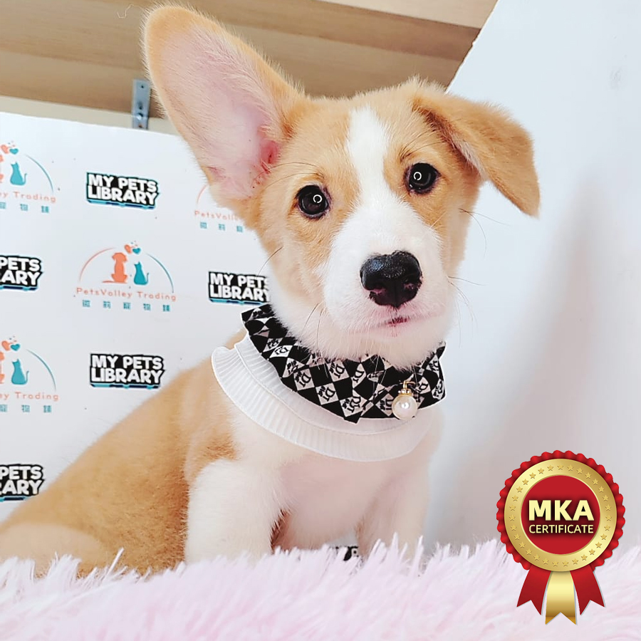 MKA Welsh Corgi Puppy (Female) For Sale