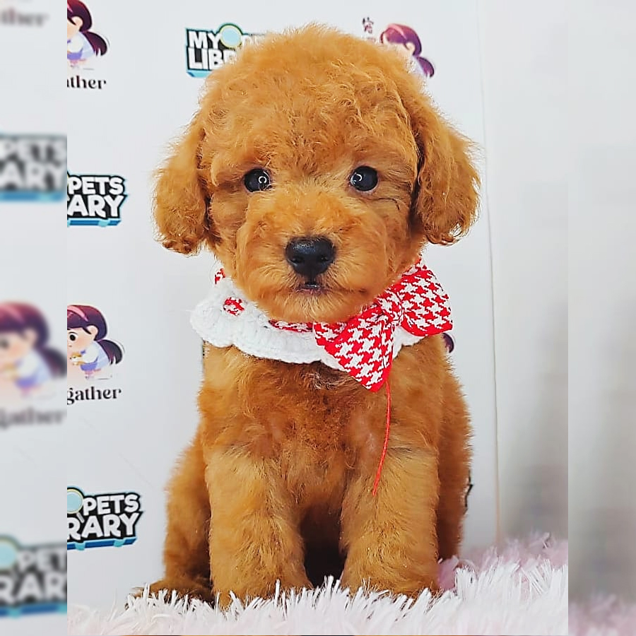 Toy Poodle Puppy (Male) For Sale