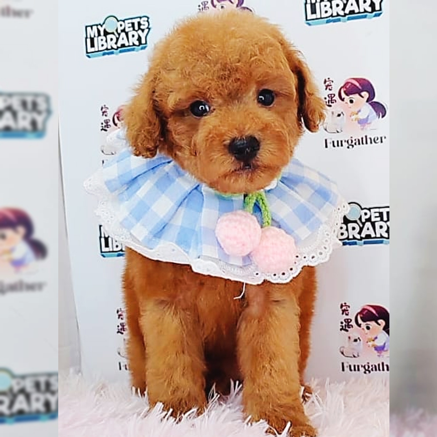 Toy Poodle Puppy (Male) For Sale