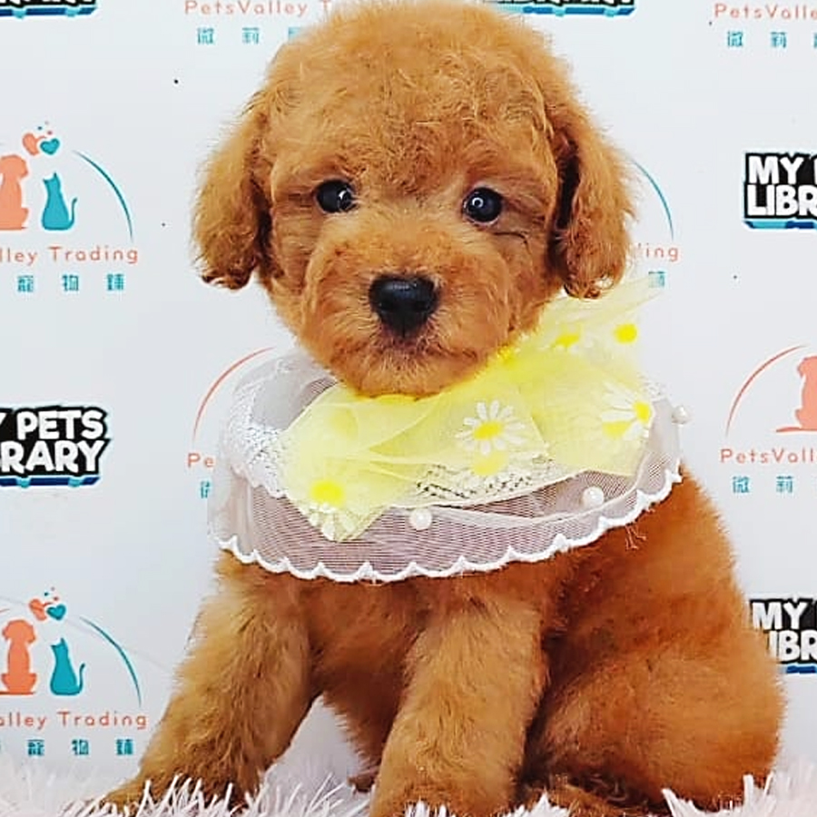 Toy Poodle Puppy (Male) For Sale