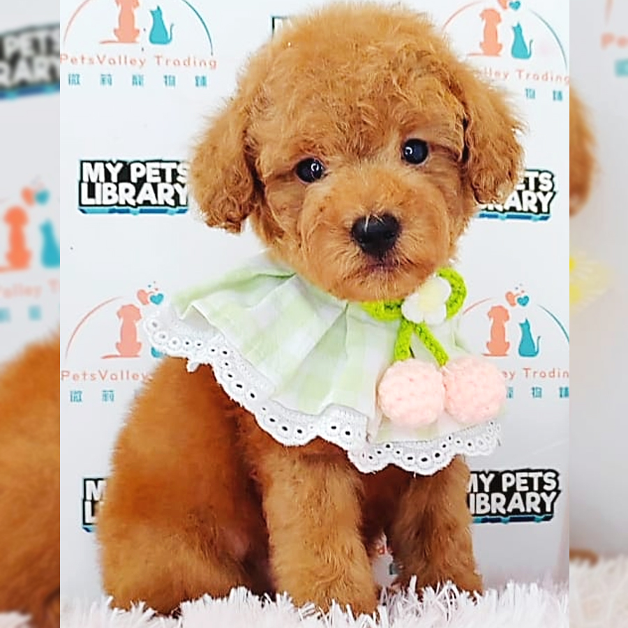 Toy Poodle Puppy (Male) For Sale