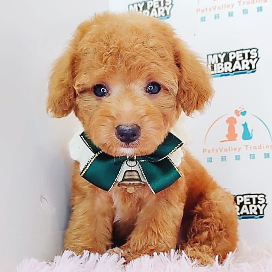 Toy Poodle Puppy (Female) For Sale