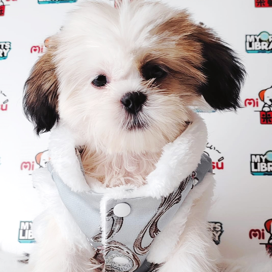 Shih Tzu Puppy (Female) For Sale