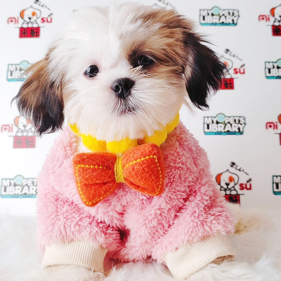 Shih Tzu Puppy (Female) For Sale