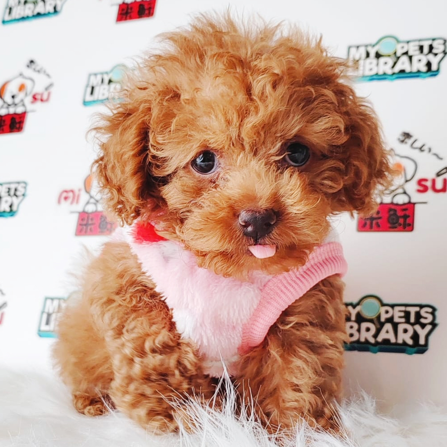 Tiny Poodle Puppy (Male) For Sale