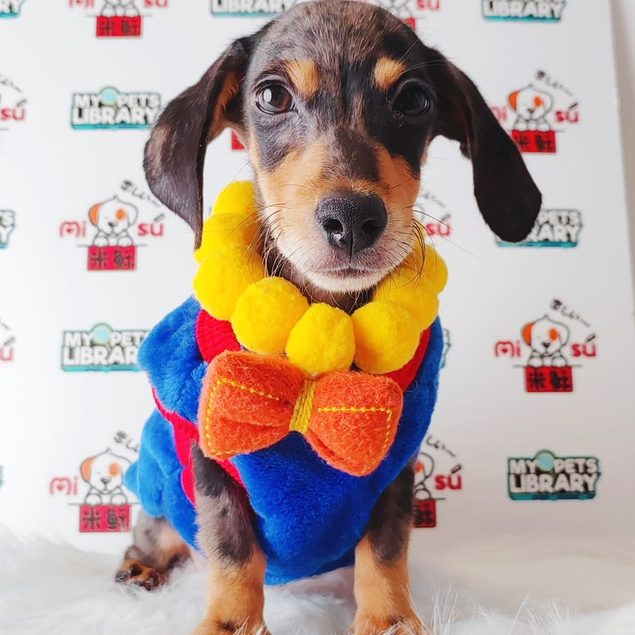 Miniature Dachshund Puppy (Male) For Sale