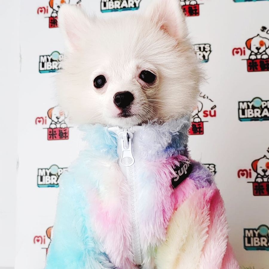 Pomeranian Puppy (Female) For Sale