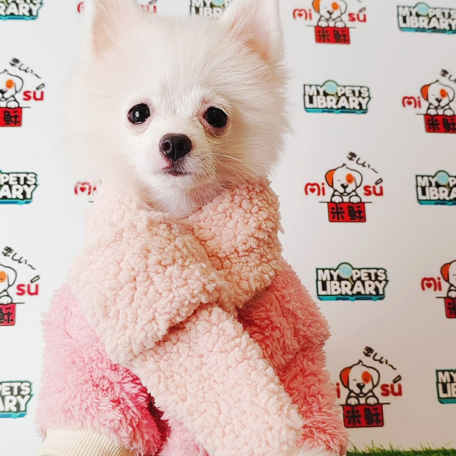 Pomeranian Puppy (Female) For Sale