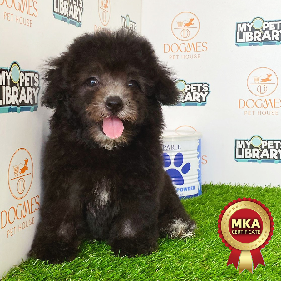 MKA Toy Poodle Puppy (Female) For Sale