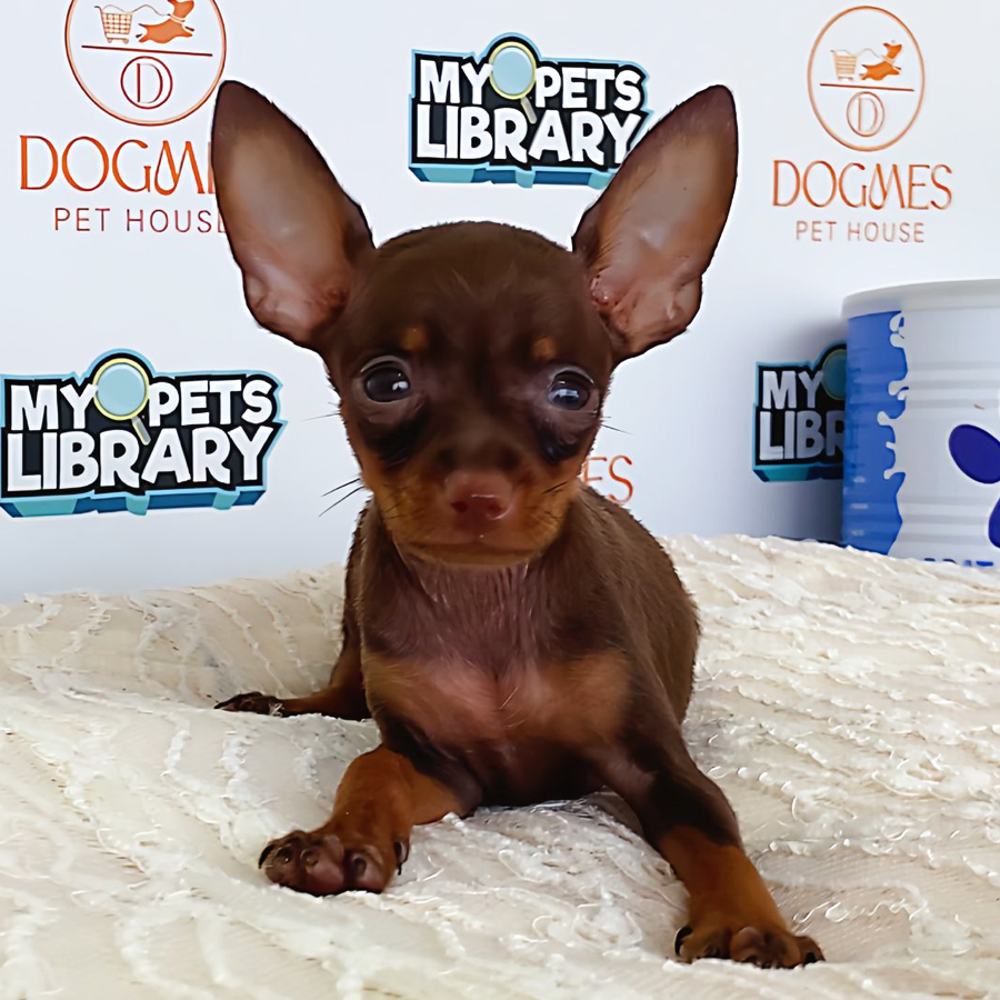 Pinscher Puppy (Male) For Sale