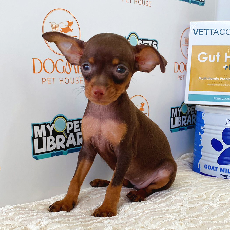 Pinscher Puppy (Female) For Sale