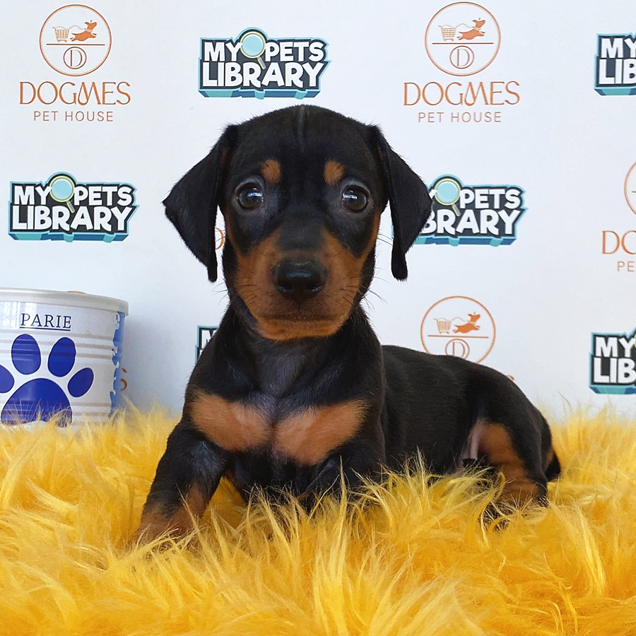 Miniature Dachshund Puppy (Female) For Sale