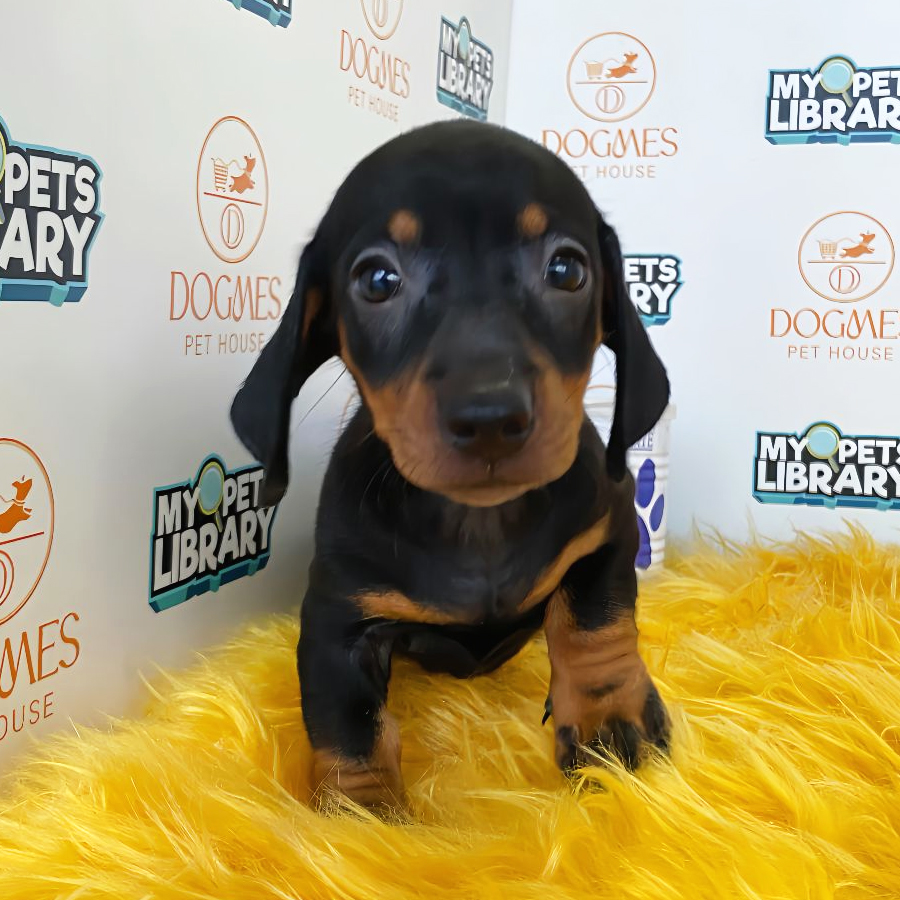 Miniature Dachshund Puppy (Female) For Sale