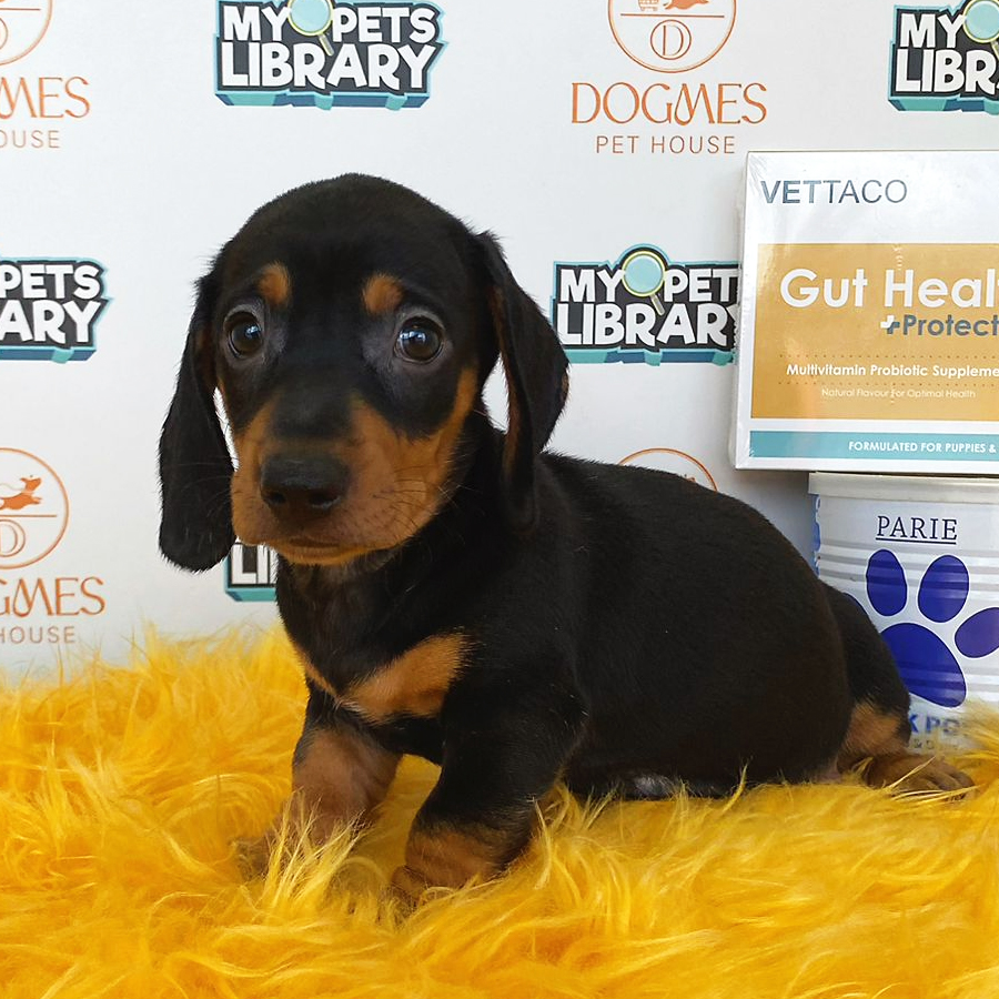 Miniature Dachshund Puppy (Male) For Sale